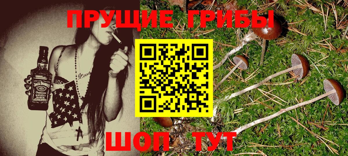 где найти   Псилоцибиновые грибы прущие грибы  Вход с VPN  Фролово 